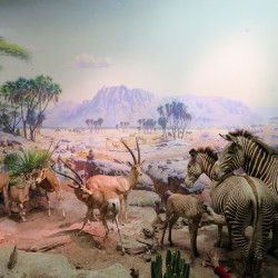 USA BSF Trip2019 356 USA BSF Trip2019 356